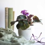 African violet 150x150
