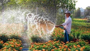 Common watering mistakes 1 scaled 600x341