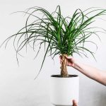 Elephant foot 150x150