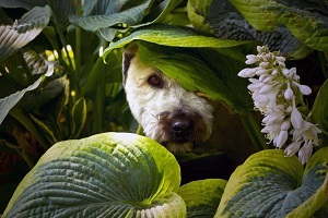 Post safe houseplants for pets 600x400