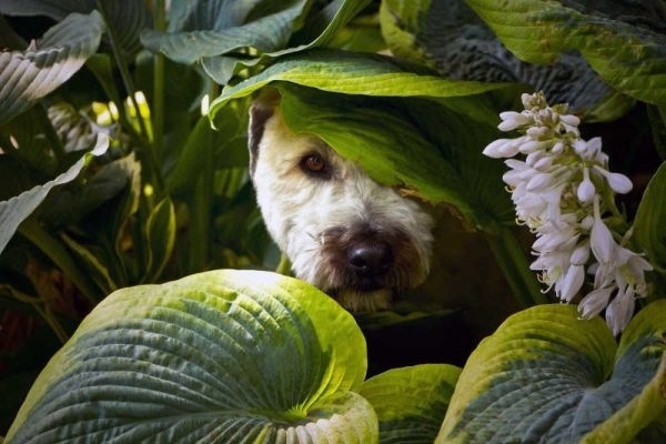 Post safe houseplants for pets