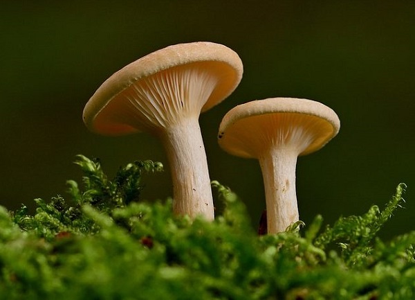 mushrooms