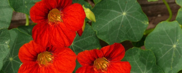 nasturtium