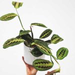 prayer plant 150x150