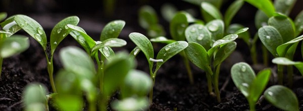 seedlings